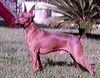 Zwergpinscher Foto: cuccioli di 40gg (ID 6447) Zwergpinscher Hund