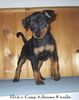 Zwergpinscher Foto: Elvis vom Camp Achensee 8 Wochen (ID 6799) Zwergpinscher Hund