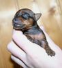Zwergpinscher Foto: Farah 9 Tage alt (ID 8031) Zwergpinscher Hund