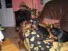 Zwergpinscher Foto: Vom Reichsgraf zu Herrenheim daheim (ID 8730) Zwergpinscher Hund