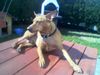 Zwergpinscher Foto: Goidi ist ein Reh-Pinscher (ID 10932) Zwergpinscher Hund