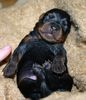 Zwergpinscher Foto: Franklin 5 Tage jung (ID 8029) Zwergpinscher Hund