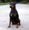 Zwergpinscher Foto: Minipin Afrodithe Golden World - certifikat of canisterapie (ID 1339) Zwergpinscher Hund
