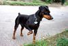 Zwergpinscher Foto: Minipin Afrodithe Golden World - certifikat of canisterapie (ID 1337) Zwergpinscher Hund
