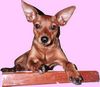 Zwergpinscher Foto: Gloria vom Engelfels aus dem Zp-Kennel vom Reichsgraf zu Herrenheim - Jjsg des PSK 1999 Jsg des PSK 2000 Psk- & ISPU Ksg. PSK- & VDH.Dt. Champion mehr finden Sie unter www.pinscherpost.de (ID 1837) Zwergpinscher Hund