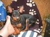 Zwergpinscher Foto: Lucky (ID 21026) Zwergpinscher Hund