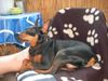 Zwergpinscher Foto: Lucky (ID 21027) Zwergpinscher Hund