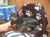 Zwergpinscher Foto: Lucky (ID 21028) Zwergpinscher Hund