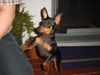 Zwergpinscher Foto: Lucky (ID 21023) Zwergpinscher Hund