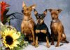 Zwergpinscher Foto: Zuchthündinnen mit Nachwuchs aus dem Zwergpinscher-kennel vom Reichsgraf zu Herrenheim (ID 1836) Zwergpinscher Hund
