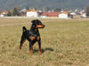 Zwergpinscher Hund