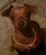 Zwergpinscher Foto: mein mausi (ID 31991) Zwergpinscher Hund