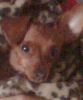 Zwergpinscher Foto: mein mausi (ID 31993) Zwergpinscher Hund