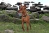 Zwergpinscher Foto: Wenn alles gut geht bin ich bald offizieller Deckrüde! (ID 25239) Zwergpinscher Hund