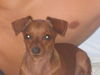 Zwergpinscher Foto (ID 33066) Zwergpinscher Hund