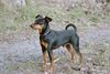 Zwergpinscher Foto: RUSTY VON DER PORTA, Deckrüde u. Agilitysportler (ID 12886) Zwergpinscher Hund