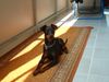 Zwergpinscher Foto: Ares von Mehrhof (ID 13387) Zwergpinscher Hund