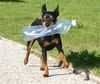 Zwergpinscher Foto: Asko v. Kösslbachtal unser Ältester (ID 34984) Zwergpinscher Hund