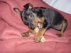 Zwergpinscher Foto: Wotan von Lexow 9 Woche (ID 6749) Zwergpinscher Hund