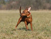 Zwergpinscher Hund