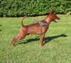 Zwergpinscher Foto: Europajugendsieger 06 - Kimo vom Camp Achensee (ID 34987) Zwergpinscher Hund