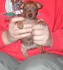 Zwergpinscher Foto: BLUE-STAR KIWI (ID 5453) Zwergpinscher Hund