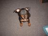 Zwergpinscher Foto: Lucky (ID 6195) Zwergpinscher Hund
