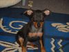 Zwergpinscher Foto: Lucky mit 10 Wochen (ID 6194) Zwergpinscher Hund