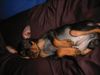 Zwergpinscher Foto: Lucky (ID 6196) Zwergpinscher Hund
