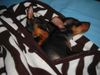 Zwergpinscher Foto: Lucky und Sunny (14 u.13 Wochen alt) (ID 6607) Zwergpinscher Hund