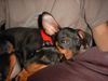 Zwergpinscher Foto: Lucky und Sunny (14 u.13 Wochen alt) (ID 6606) Zwergpinscher Hund