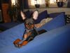 Zwergpinscher Foto: Lucky (ID 10534) Zwergpinscher Hund