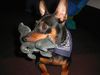 Zwergpinscher Foto: Lucky mit 9 Monaten (ID 10580) Zwergpinscher Hund