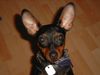 Zwergpinscher Foto: Lucky mit 9 Monaten (ID 10581) Zwergpinscher Hund
