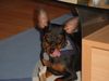Zwergpinscher Foto: Lucky mit 9 Monaten (ID 10582) Zwergpinscher Hund