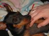 Zwergpinscher Foto: Lucky mit 9 Monaten (ID 10583) Zwergpinscher Hund
