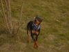 Zwergpinscher Foto: Lucky mit 9 Monaten (ID 10584) Zwergpinscher Hund