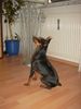 Zwergpinscher Foto: Für ein Leckerli mach ich auch (ID 13546) Zwergpinscher Hund