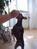 Zwergpinscher Foto: Nun gib schon her! (ID 13547) Zwergpinscher Hund