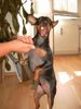 Zwergpinscher Foto: Schau, da ist es! (ID 13548) Zwergpinscher Hund
