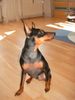 Zwergpinscher Foto: Lucky (ID 13549) Zwergpinscher Hund