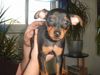 Zwergpinscher Foto: Lucky mit 14 Wochen (ID 6608) Zwergpinscher Hund