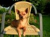 Zwergpinscher Hund