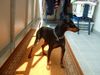 Zwergpinscher Foto: Ares (ID 13567) Zwergpinscher Hund