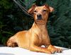 Zwergpinscher Hund