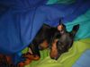 Zwergpinscher Foto: Lucky mal ganz ruhig (ID 6847) Zwergpinscher Hund