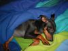 Zwergpinscher Foto: Lucky mit 15 Wochen (ID 6846) Zwergpinscher Hund