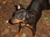 Zwergpinscher Foto: Lucky mit 2 Monaten (ID 5725) Zwergpinscher Hund