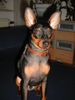 Zwergpinscher Foto: Lucky (ID 16170) Zwergpinscher Hund