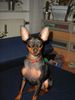 Zwergpinscher Foto: Lucky (ID 16172) Zwergpinscher Hund